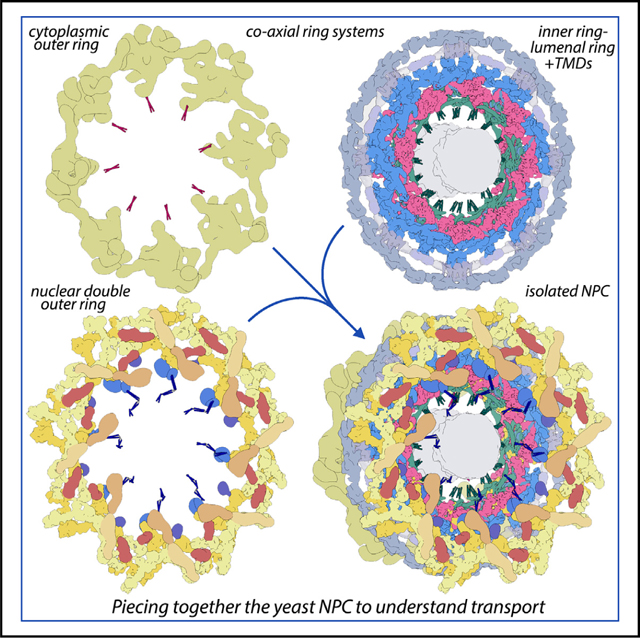 graphic file with name nihms-1932079-f0008.jpg