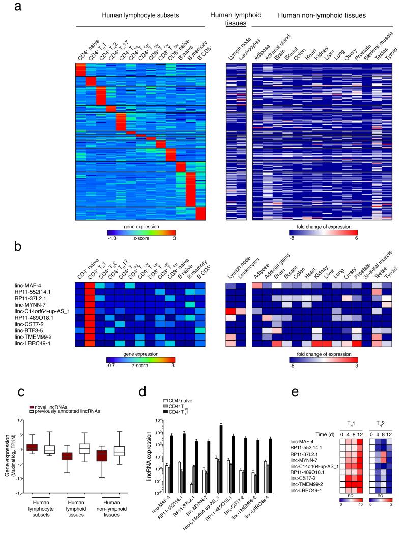 LincRNA landscape in human lymphocytes highlights regulation of T cell ...