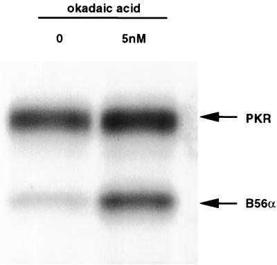 FIG. 6