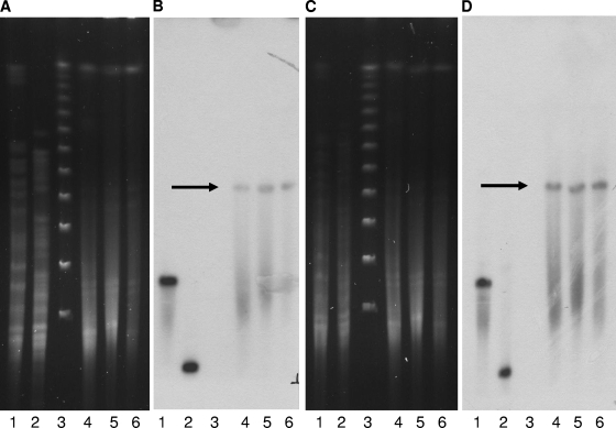 FIG. 6.