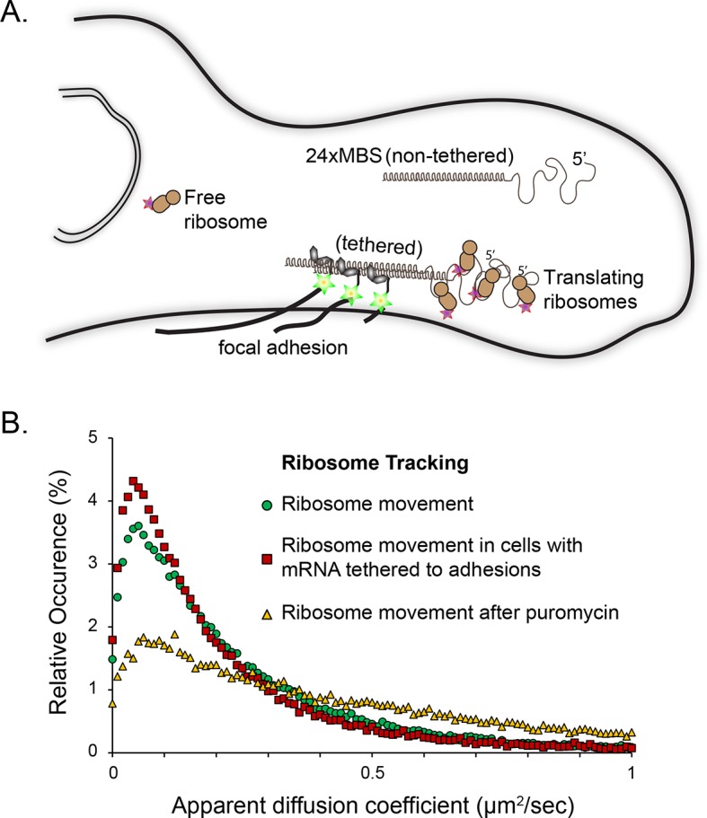 Figure 3—figure supplement 1.