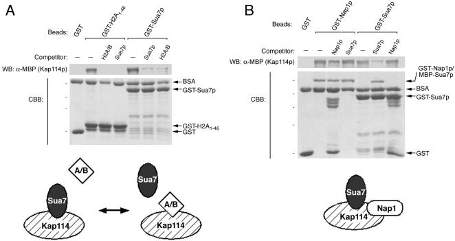 Figure 7.