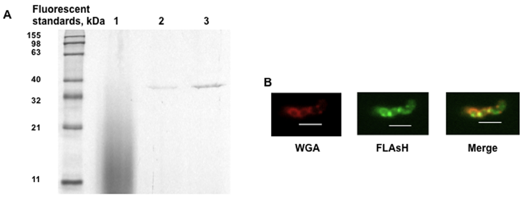 Fig. 8