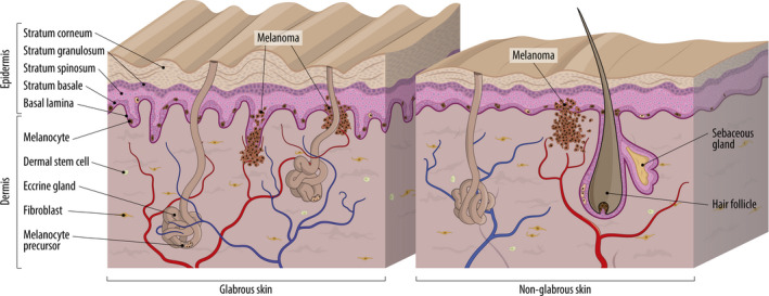 FIGURE 2