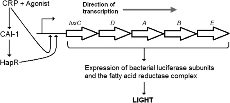 Fig. 1.