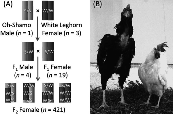 Fig. 1.