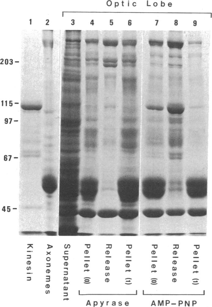 graphic file with name pnas00245-0127-a.jpg