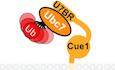 graphic file with name EMBJ-39-e104863-g014.jpg