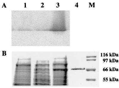 FIG. 5