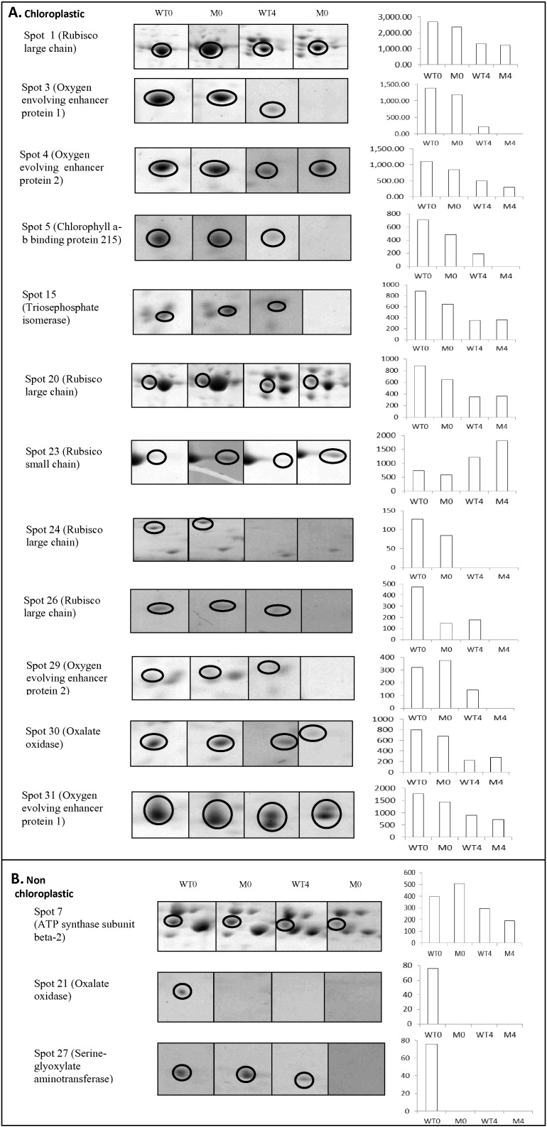 Fig. 5