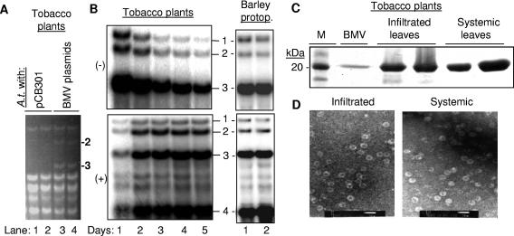 FIG. 2.