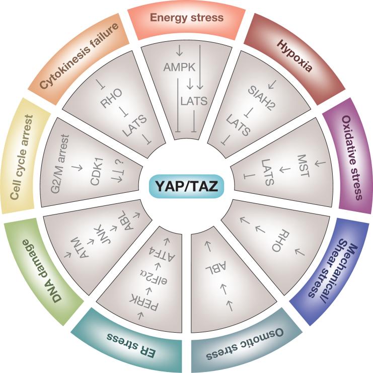 Box 2. YAP and TAZ regulation in response to cellular stress