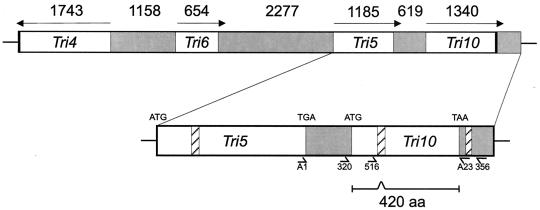 FIG. 1