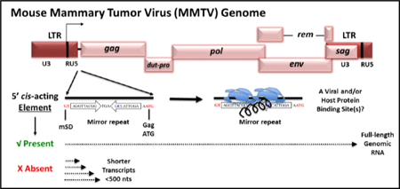 graphic file with name nihms-1505768-f0008.jpg