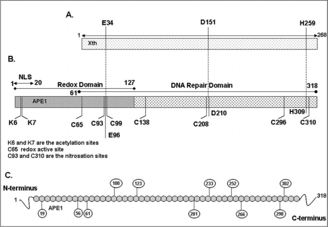 FIG. 1.