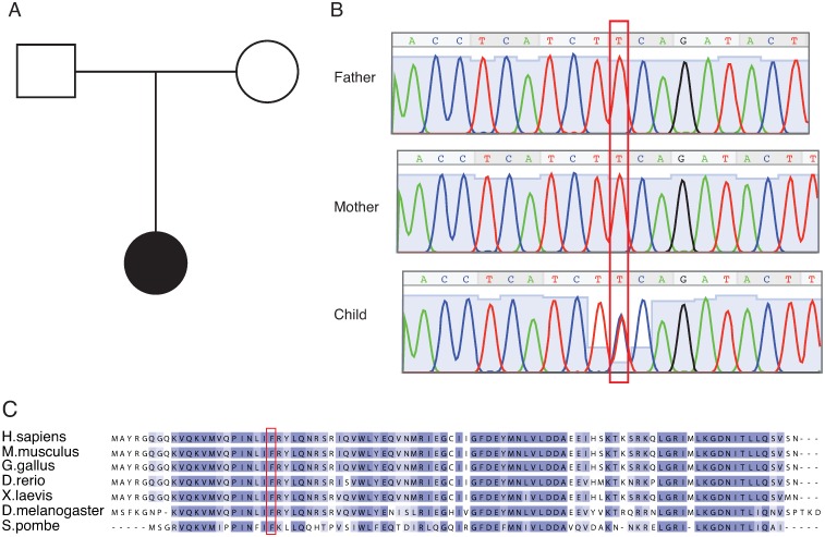 Fig 1