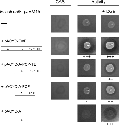 FIG. 2.