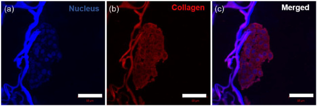 Figure 11.