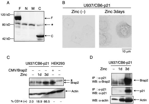 FIG. 7.