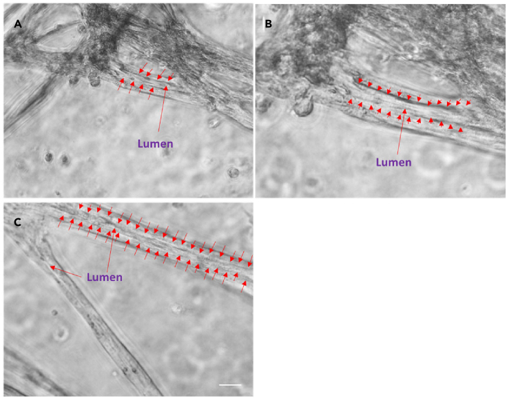 Figure 3