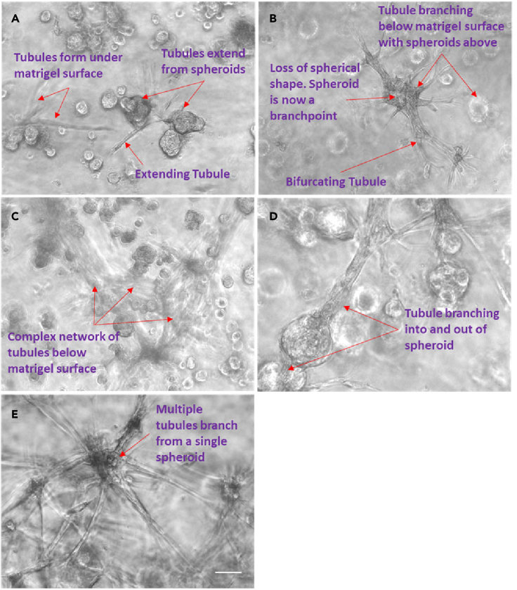 Figure 2