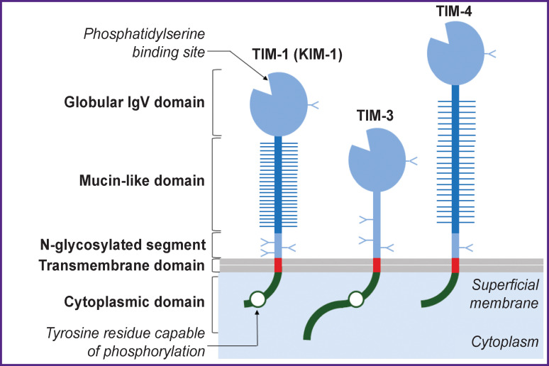 Schematic structure of the TIM family glycoproteins (based on the materials of Kuchroo et al. [8])