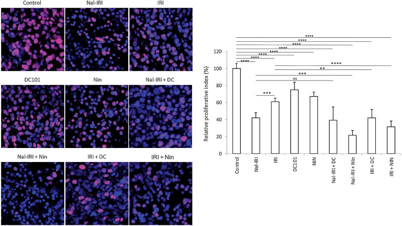 Figure 3. Effect of nal-IRI and its combination with antiangiogenic agents on tumor cell proliferation. Tumor sections obtained from the MKN-45 subcutaneous xenograft study after 2-week treatment with nal-IRI, IRI, DC101, and nintedanib, were used for the IHC analysis. Tissue sections were immunostained with Ki67 antibody and photographed under a fluorescent microscope. Ki67-positive cells were counted in five different high-power fields. The left panels demonstrate merged images of cell nuclei stained with Ki67 (red) and DAPI (blue) illustrated at 20× magnification. **, P < 0.01; ***, P < 0.001; ****, P < 0.0001 by t test. The data are expressed as the mean ± SD.