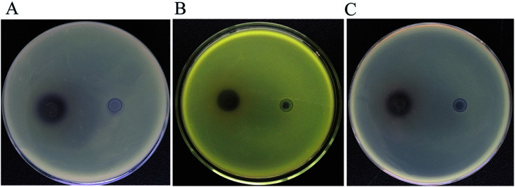 Fig. 8