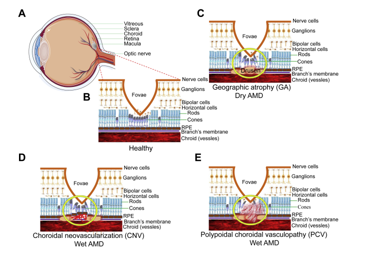 Figure 1