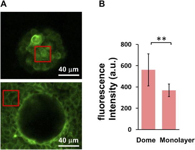 FIGURE 4