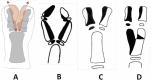 Fig. 30