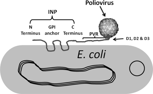 Fig. 1.