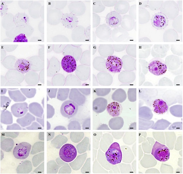 Fig. 1.