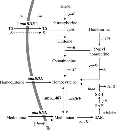 FIG. 1.