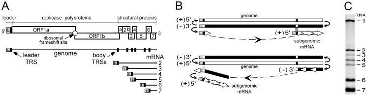 FIG. 1.