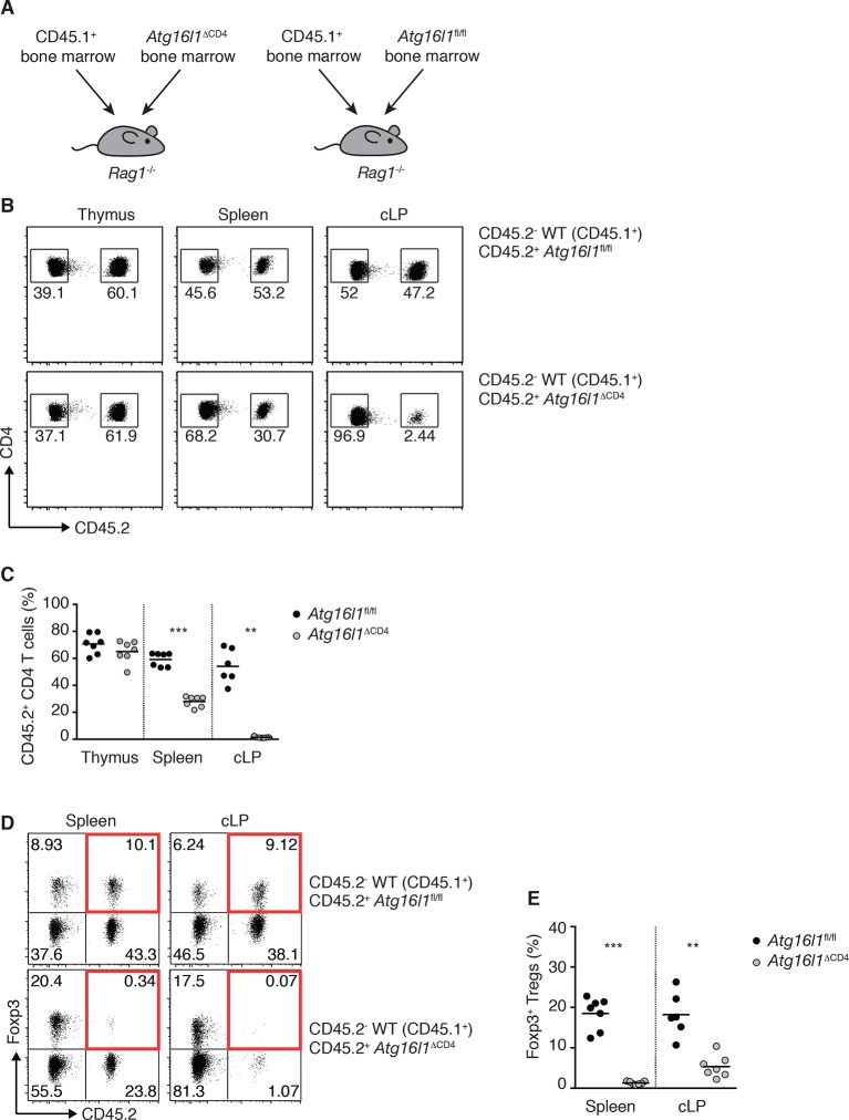 Figure 6—figure supplement 1.