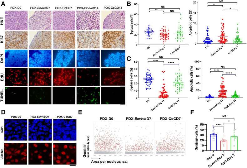 Figure 4. Breast PDX tumor tissue slices cultured in ex vivo condition and in CoC platform for up to 14 days. A, We used five independent breast PDX tumors in five independent experiments to establish optimized culture condition for tumor slices in our CoC platform. From each breast PDX tumor, tissue slices were cultured in ex vivo 6-well plate and CoC device for up to 14 days and evaluated for tissue morphology [hematoxylin and eosin (H&E) staining], DAPI (blue nuclei), proliferation (EdU incorporation, red nuclei), Ki67 (brown nuclei), and apoptosis (TUNEL staining, green nuclei). Scale bar, 50 μm. B and C, Quantification of the fraction of EdU-positive and TUNEL-positive cells for 5 breast PDX tissue slices (derived from individual PDX tumors) cultured for up to day 7 (B) and day 14 (C). For each breast PDX tumor and each condition, tissue slices were imaged, and ten random fields of view were quantified from each breast PDX slice. Each data point in the graph represents one image field. Error bar represents the SEM for the five independent tumors performed in five independent experiments. D, Representative image showing breast PDX tumors (n = 3) labeled with geminin (red nuclei) and DAPI (blue nuclei). Scale bar, 50 μm. E, QIBC analysis of three independent breast PDX tumors with more than 3,000 cells analyzed for each are shown in each condition. F, Quantification of geminin-positive cells showed CoC at day 7 had similar cell proliferation profile as in day 0 than ex vivo condition. Error bar, SEM. NS, not significant; D0, day 0; D7, day 7, D14, day 14. NS, not significant; *, P < 0.05; **, P < 0.01; ***, P < 0.001; ****, P < 0.0001.