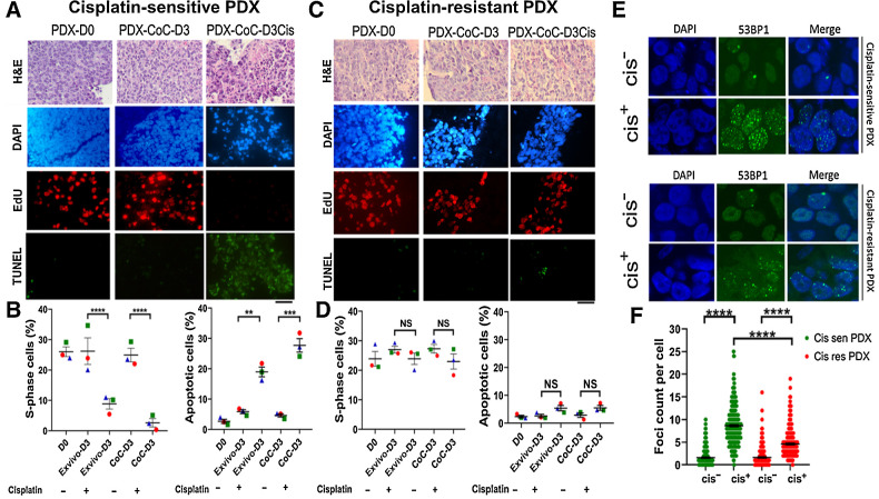 Figure 2. Prediction of therapy response using cisplatin-sensitive and -resistant PDX in ex vivo and CoC platform. Three cisplatin-sensitive and three cisplatin-resistant breast PDX tumors were used in three independent experiments to study cisplatin response in ex vivo 6-well plate culture and CoC platform. Cisplatin-sensitive and -resistant PDX tumor tissue slices were exposed to 5 μg/mL cisplatin for 3 days and evaluated for cell proliferation (EdU incorporation, red nuclei) and apoptosis (TUNEL staining, green nuclei). DAPI stains all nuclei blue. A, Representative EdU and TUNEL staining of cisplatin-sensitive breast PDX. B, Quantification of the fraction of EdU-positive and TUNEL-positive cells showing breast PDXs (n = 3) were sensitive to cisplatin. C, Representative EdU and TUNEL staining of cisplatin-resistant breast PDX. D, Quantification of the fraction of EdU-positive and TUNEL-positive cells showing breast PDXs (n = 3) were insensitive to cisplatin therapy, thereby validating the application of CoC for therapy response for patient tumors. Ten fields of view were quantified from each breast PDX slice. Each point in the graph represents one breast PDX sample and SEM is indicated for all three tumors in the three independent experiments. Scale bar, 50 μm. E, Analysis of DNA damage response in cisplatin-sensitive and -resistant PDX treated with cisplatin. Cisplatin treatment induced more double-strand breaks in cisplatin-sensitive PDX than in cisplatin-resistant PDX. Scale bar 50 μmol/L. F, Scatter plot showing 53BP1 foci count per cell in cisplatin-sensitive and -resistant PDX. Averages and SEM are indicated. Cis, cisplatin; cis res, cisplatin-resistant; cis sen, cisplatin-sensitive; H&E, hematoxylin and eosin. NS, not significant; **, P < 0.01; ***, P < 0.001; ****, P < 0.0001.