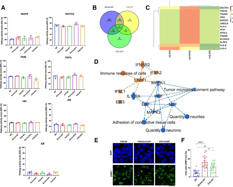 Figure 5. Gene expression analysis of breast PDX tumor cultured in ex vivo and CoC platform. Three independent breast PDX tumors (P1, P2, and P3) were used for analysis of pathway activity using OncoSignal and RNA-seq for whole mRNA expression analysis. A, Seven major pathways were analyzed (ER, AR, PI3K, and MAPK growth factor pathways, HH, Notch, and TGFβ cell signaling pathways) using OncoSignal. Pathway activity scores are presented on a normalized scale of 0 to 100. Error bars, SEM. Mann–Whitney test of seven pathway activity across PDX tumor slices (day 0, day 7, day 14) in ex vivo and CoC condition did not show any statistically significant change. B, Venn diagram showing differentially expressed human (ex vivo-D7, CoC-D7, and CoC-D14) genes (logFC > 1.5 or logFC ≤ 1.5, FDR < 0.1) in PDX tumors at day 7 and day 14 in ex vivo and CoC platform when compared with day 0 PDX tumors. C, Heatmap diagram showing IFN signaling pathway gene expression at different days in ex vivo and in CoC platform culture condition. D, Network diagram showing top ranked networks significantly enriched in immune signaling and tumor microenvironment (P < 0.05) exclusively in day 7 ex vivo culture condition. Orange, predicted activation of the pathways (Z score > 2); blue, predicted inhibition (Z score ≤2). E, Representative image showing 53BP1 staining in breast PDX tumors cultured at day 0, day 7 ex vivo and CoC condition. DAPI staining is shown as blue nuclei. Scale bar, 50 μm. F, Bar chart showing the percentage of cells with 53BP1 foci. Error bar, SEM for the three independent PDX tumor samples. D0, day 0; D7, day 7, D14, day 14. *, P < 0.05; **, P < 0.01; ****, P < 0.0001.