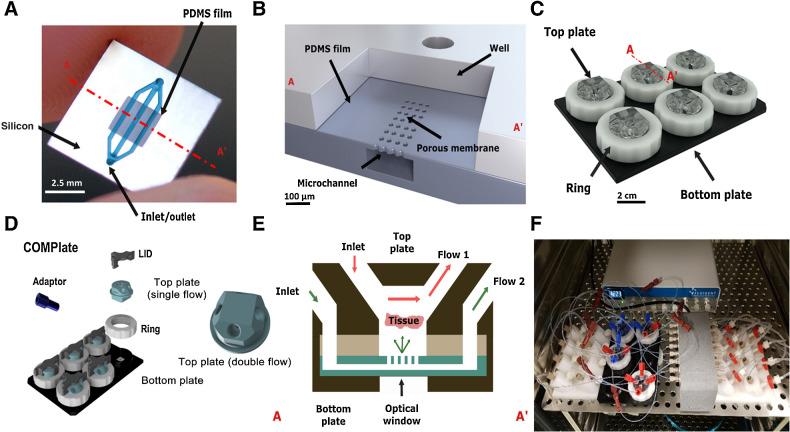 Figure. 1. Microfluidic CoC platform design and overview. A, Top view of the microfluidic chip illustrating its components: the PDMS film in which the microfluidics are embedded, the silicon frame, which includes the inlet and outlet to the channels in the film. Scale bar, 2.5 mm. B, Vertical cross-section of the microfluidic chip. The PDMS film with the microfluidic channel is supported by a silicon frame, which includes a well facing the PDMS layer. The microchannel and the well are separated by a microporous PDMS membrane (4-μm pore size). Scale bar, 100 μm. C, Representation of the CoC platform. The platform, which consists of a bottom and a top plate, houses the microfluidic chip and allows for its connection to external fluidics. The ring is used to seal the system, to maintain adequate pressure for the controlled flow within the fluidic channel, and to minimize leakage. Scale bar, 2 cm. D, Accessories of the CoC platform with two different top plate designs. We have used double flow for this study. E, Cross-section of CoC illustrating the diffusion and perfusion toward the tissue slice. First the tissue slice is added to the microfluidic chip, which is in turn sandwiched between the top and bottom plates and connected to the external pump. Breast PDX tissue slices were perfused with an inlet flowrate of 5 μL/minute through the top and bottom channels. F, CoC platform connected to Fluigent Microfluidic flow control system that was further connected to flowrate sensors (Fluigent FLOW UNIT-S) using Fluigent MAT for the entire culture period.