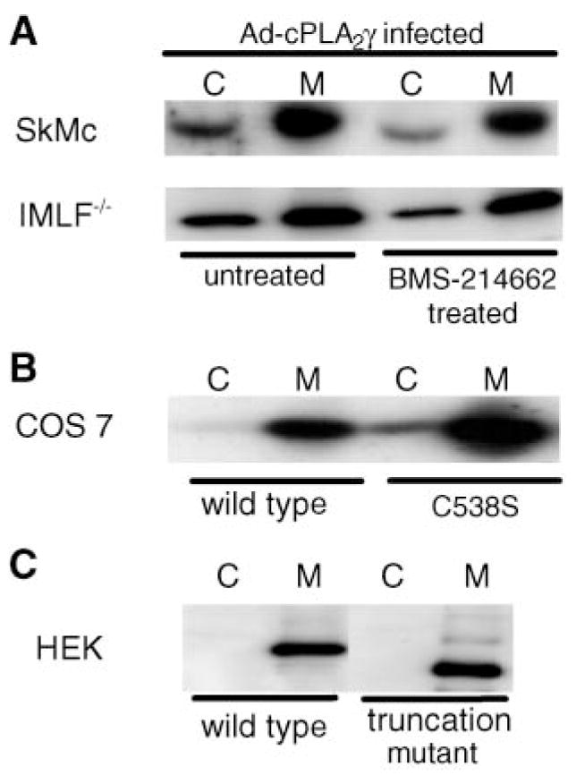 Fig. 5