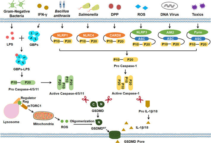 FIGURE 1