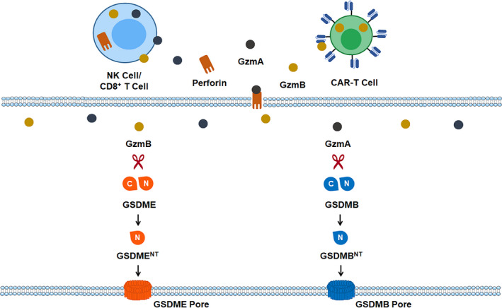 FIGURE 3