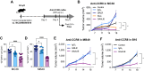 Figure 5. Targeting tumor-infiltrating Tregs with Fc-engineered anti-CCR8 induces potent antitumor activity. A, Schema of experimental design indicating the treatment timing and dosage of a human IgG1 (hIgG1) anti-murine CCR8 (clone SA214G2), as well as various Fc-engineered hIgG1 versions of this same antibody. B, Average growth ± SEM of MC38 tumors in humanized FcγR mice treated with indicated treatments (n = 4–17 mice/group, three independent experiments). A hIgG1 isotype control antibody was used for the control group. P values were determined at last time point of tumor assessment by one-way ANOVA with Tukey multiple comparison test. C and D, Flow cytometry analysis of FOXP3+ Tregs in MC38 tumors from humanized FcγR mice treated with indicated treatments (color legend in B). Fc null hIgG1 (GRLR) anti-murine CCR8 were used for the control groups. Data indicate means ± SEM and each symbol represents an individual mouse (n = 7–13 mice/group, two independent experiments). P values were determined by one-way ANOVA with Tukey multiple comparison test. Average growth ± SEM of MB49 (E) and B16 (F) tumors in humanized FcγR mice treated with indicated treatments (n = 4–11 mice/group, one experiment in E and two independent experiments in F). Fc null hIgG1 (GRLR) anti-murine CCR8 (E) or a human IgG1 isotype control antibody (F) were used for the control groups. P values were determined at last timepoint of tumor assessment by one-way ANOVA with Tukey multiple comparison test. *, P < 0.05; **, P < 0.01; ****, P < 0.0001; ns, not significant.