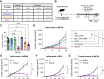 Figure 4. Limiting the binding of human anti–CTLA-4 to FcγRIIB improves Treg depletion and tumor control. A, Schema of experimental design indicating the treatment timing and dosage of human IgG1 (hIgG1) ipilimumab alone or in combination with a human FcγRIIB–blocking antibody (clone 2B6), as well as various Fc-engineered hIgG1 anti–CTLA-4 (ipilimumab or tremelimumab). B, Binding profiles of distinct hIgG1 Fc variants to human FcγRs. The relative binding affinities presented were defined based on affinity constants previously assessed by surface plasmon resonance (29, 30). C, Flow cytometry analysis of FOXP3+ Tregs in MC38 tumors from humanized CTLA-4/FcγR mice treated with indicated treatments (color legend in D). A hIgG1 isotype control antibody was used for the control group. Data indicate means ± SEM and each symbol represents an individual mouse (n = 5–14 mice/group, three independent experiments). P values were determined by one-way ANOVA with Tukey multiple comparison test. D, Average growth ± SEM of MC38 tumors in humanized CTLA-4/FcγR mice treated with indicated treatments (n = 5–20 mice/group, four independent experiments). A hIgG1 isotype control antibody was used for the control group. P values were determined at last timepoint of tumor assessment by one-way ANOVA with Tukey multiple comparison test. Average growth ± SEM of MB49 (E), B16 (F), and MC38 (G) tumors in humanized CTLA-4/FcγR mice treated with Fc-engineered hIgG1 GAALIE ipilimumab (E and F) or Fc-engineered hIgG1 GAALIE tremelimumab (G; n = 4–6 mice/group, one experiment). A hIgG1 isotype control antibody (E and F) or Fc null hIgG1 (N297A) tremelimumab (G) were used for the control groups. P values were determined at last timepoint of tumor assessment by Mann–Whitney test. *, P < 0.05; **, P < 0.01; ***, P < 0.001; ****, P < 0.0001; ns, not significant.