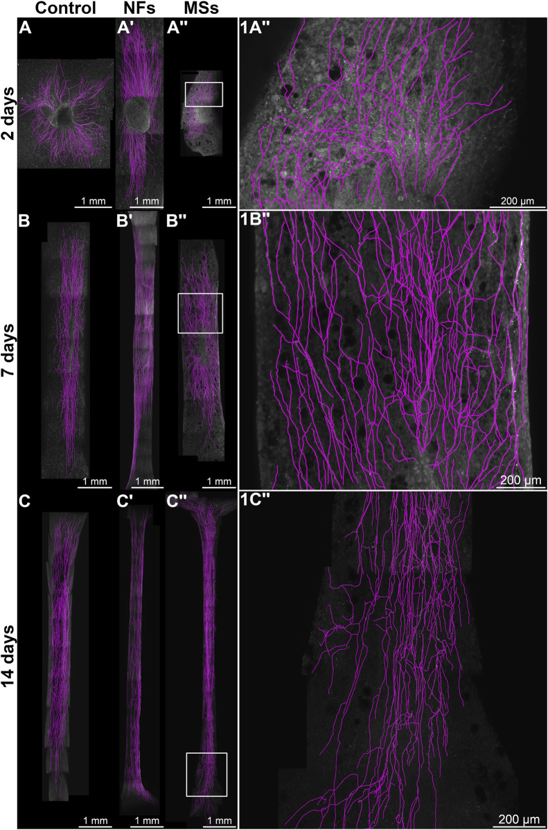 FIGURE 2