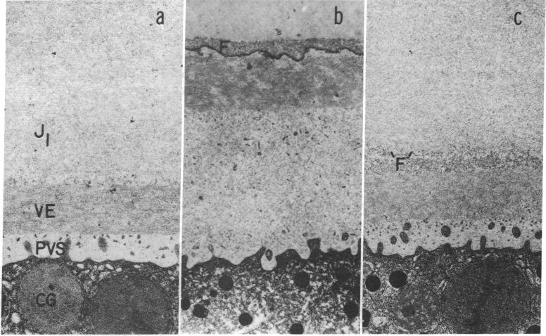 graphic file with name pnas00058-0490-a.jpg