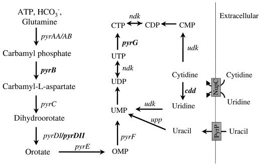 FIG. 1