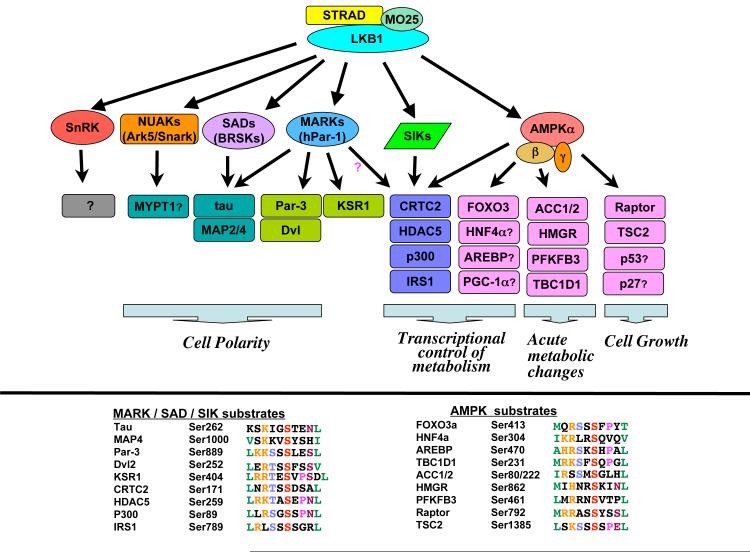 The LKB1-AMPK pathway: metabolism and growth control in tumor ...