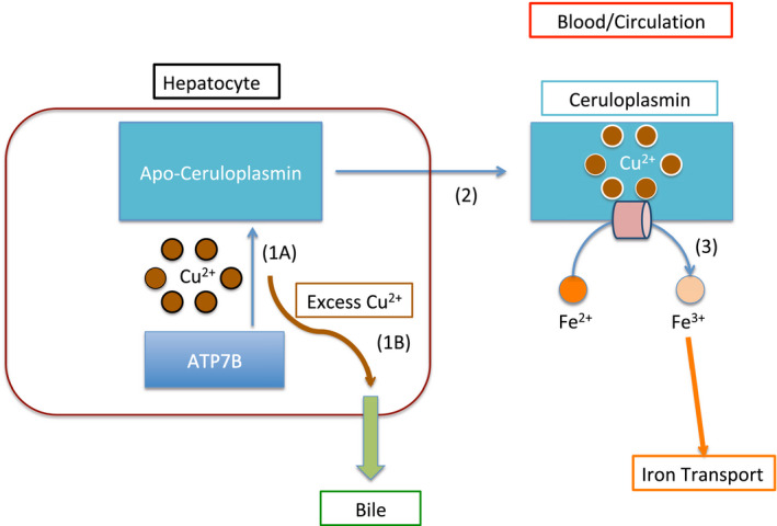 FIG 1